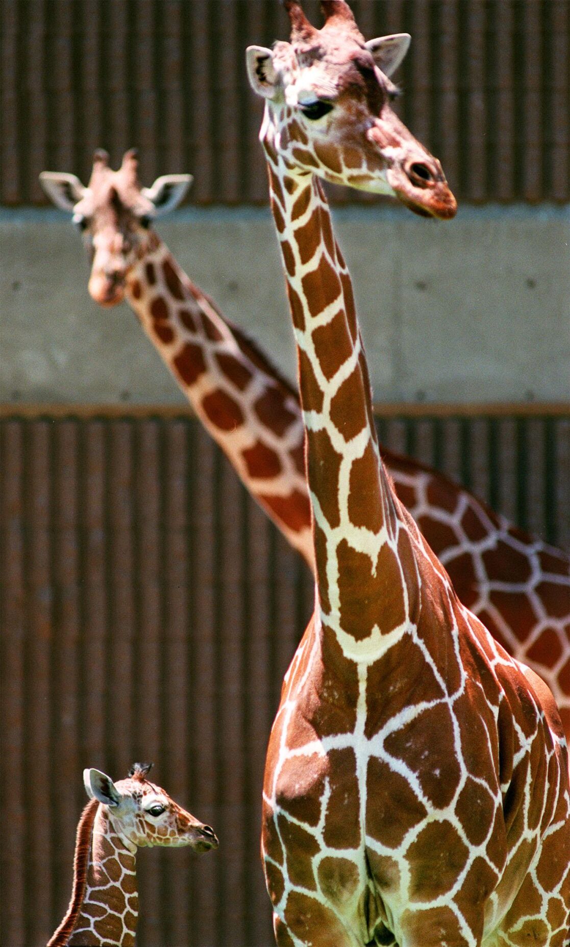 Danver, giraffe, Reid Park Zoo
